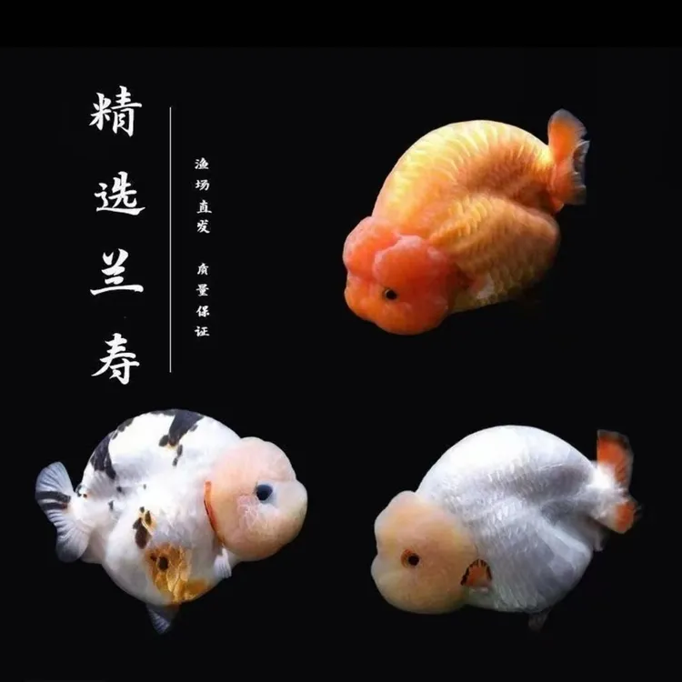 兰寿泰狮蝶尾水泡珍珠等多种精品冷水观赏鱼好养耐活小型波妞