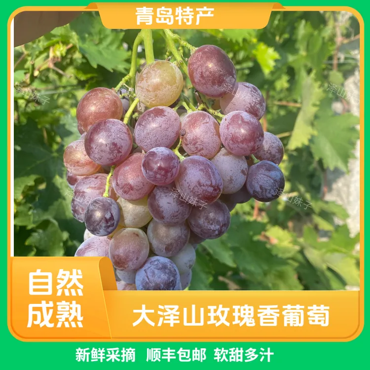 正宗大泽山玫瑰香葡萄新鲜采摘孕妇水果 顺丰冷链 山东