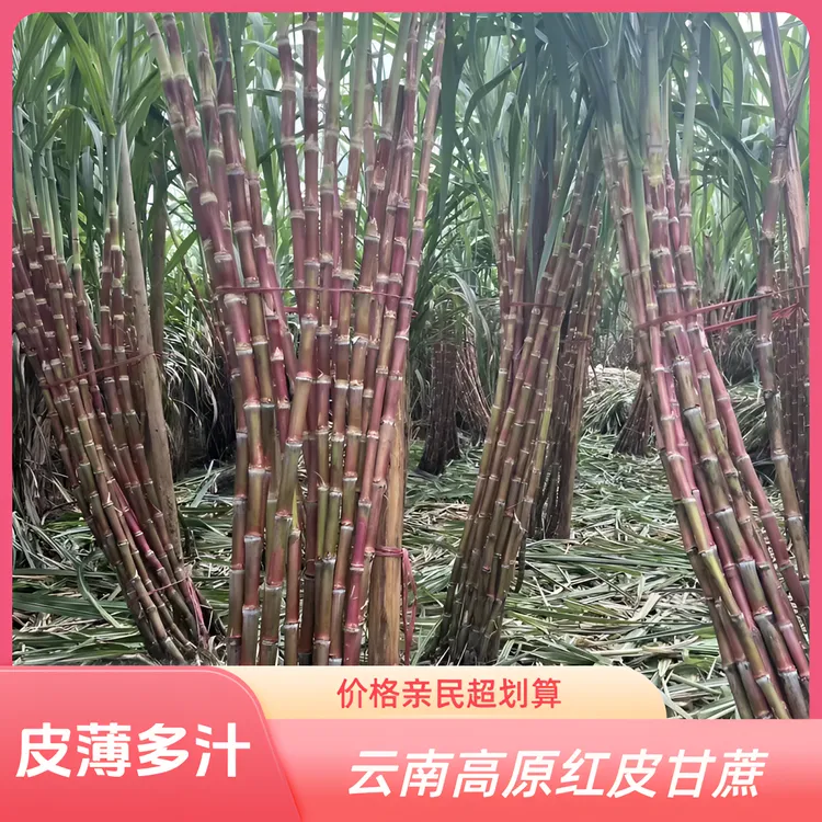 云南红皮甘蔗脆皮脆甜多汁发货带箱新鲜整箱包邮红皮甘蔗产地直发