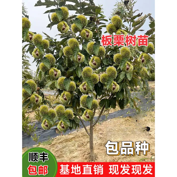 【2年苗2颗装】板栗树苗嫁接大红袍板栗树苗南北方种植王中王板栗苗