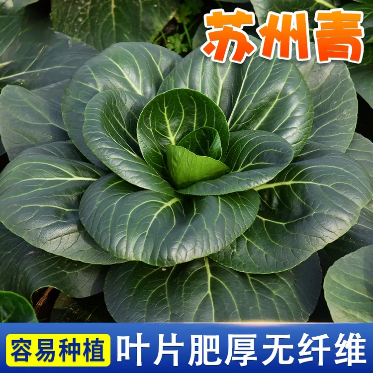 【ZS】黑叶苏州青种子上海青种籽蔬菜种子油菜简单青菜耐热