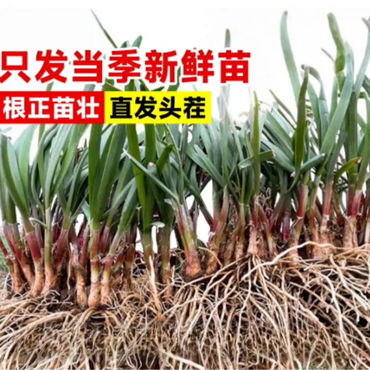 宽叶紫根韭菜种苗四季种植蔬菜苗阳台盆栽yc商品图