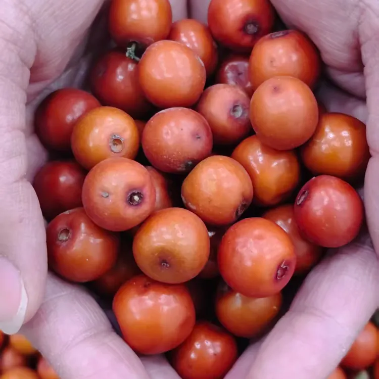 【2025新货】涿鹿特产好地洼野生酸枣软糯酸口小酸枣休闲零食