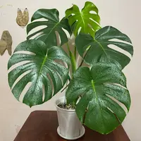 【云舍花卉】1加仑 【龟背竹】盆栽 【带黑盆发货】一单包邮不参与凑单