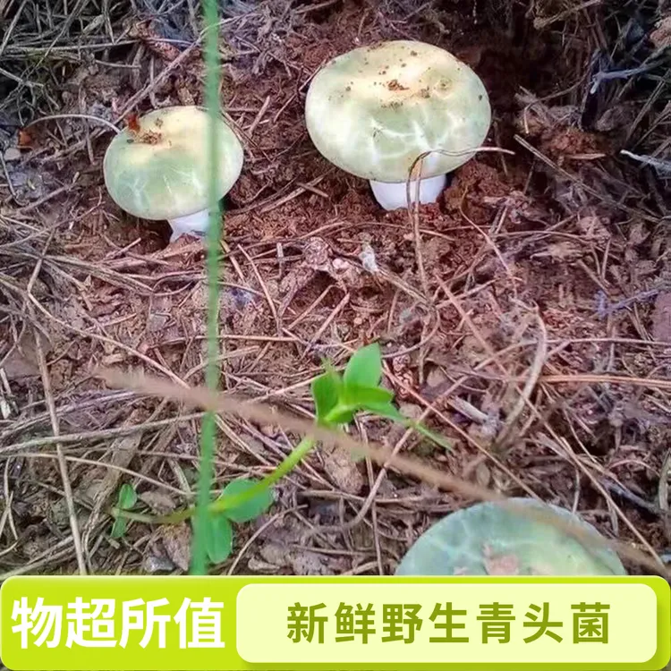 青头菌云南新鲜野生青头菌纯天然牛肝菌菌煲汤顺丰空运