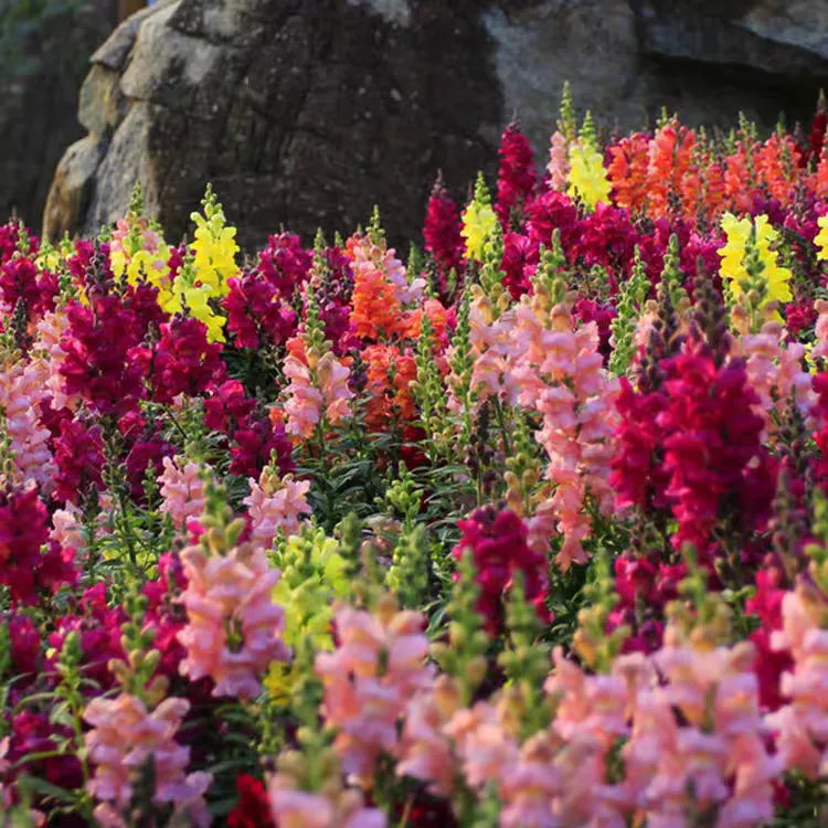 金鱼草简单好养庭院地栽阳台盆栽花卉园林景观首选