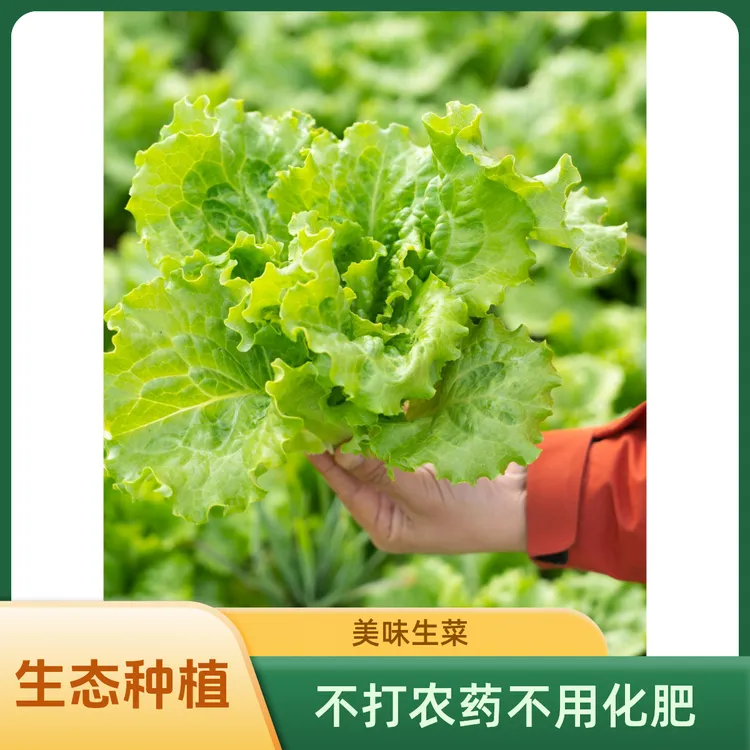 意大利生菜玻璃生菜新鲜现采现发生态种植不打农药不用化肥