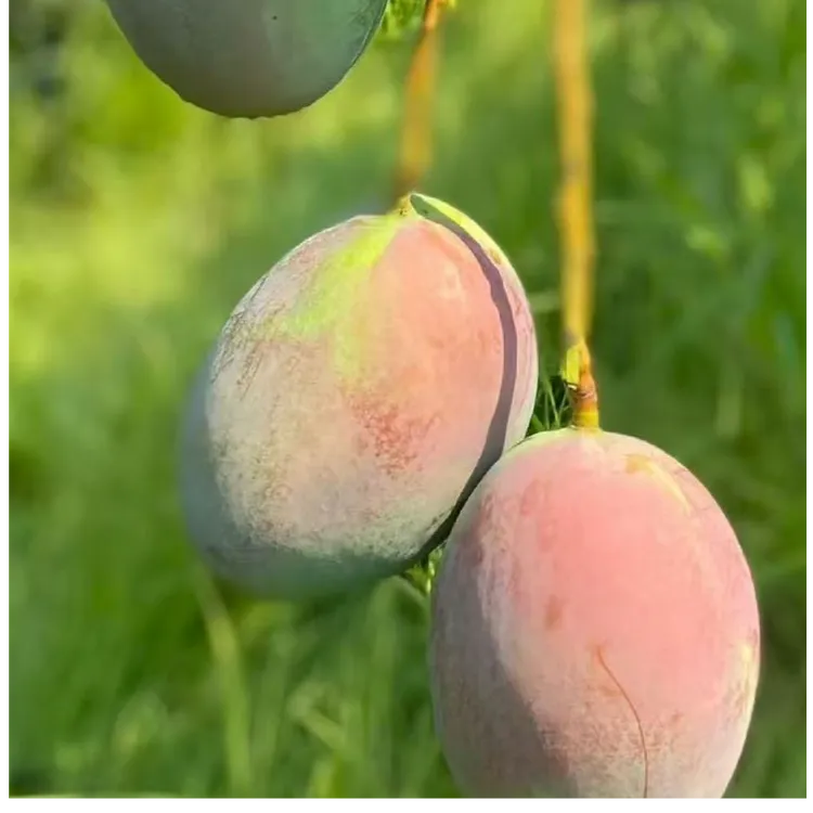 攀枝花凯特芒新鲜现摘清甜多汁芒果香味系统浓郁当季水果