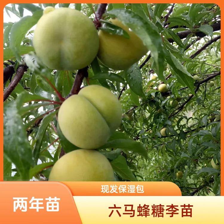 贵州正宗六马峰糖李水果苗一代嫁接苗两年苗果树果苗水果树苗水果