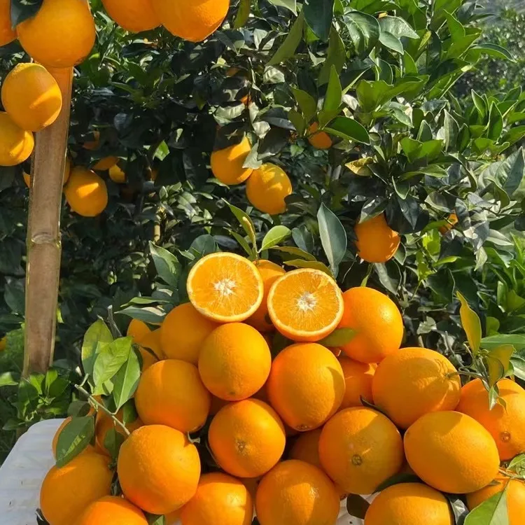 正宗赣南橙子脐橙爆汁橙果肉饱满汁水足分享季节美味水果应季水果