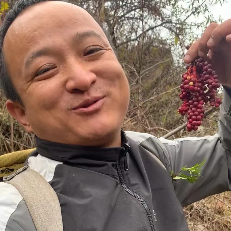 五味子北五味子种植辽五味泡水专用干货无硫新种植北五味
