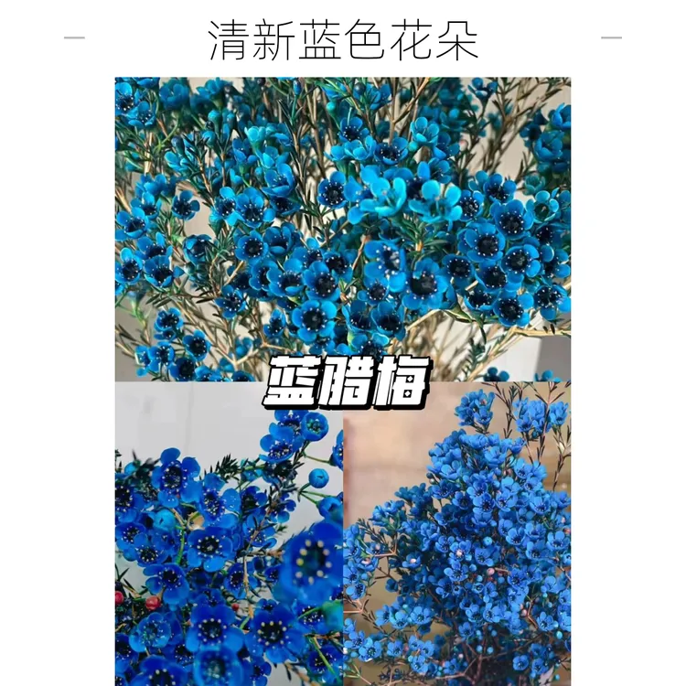 小众花材天花板级别腊梅蓝色色