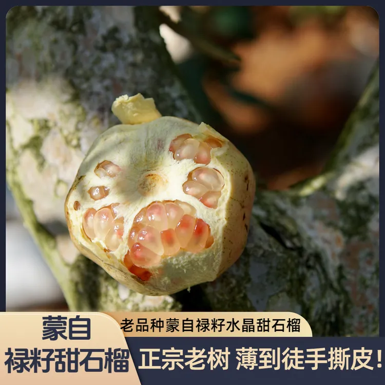 云南蒙自禄籽甜石榴老树硬籽老品种禄籽绿籽水晶石榴红河蒙自
