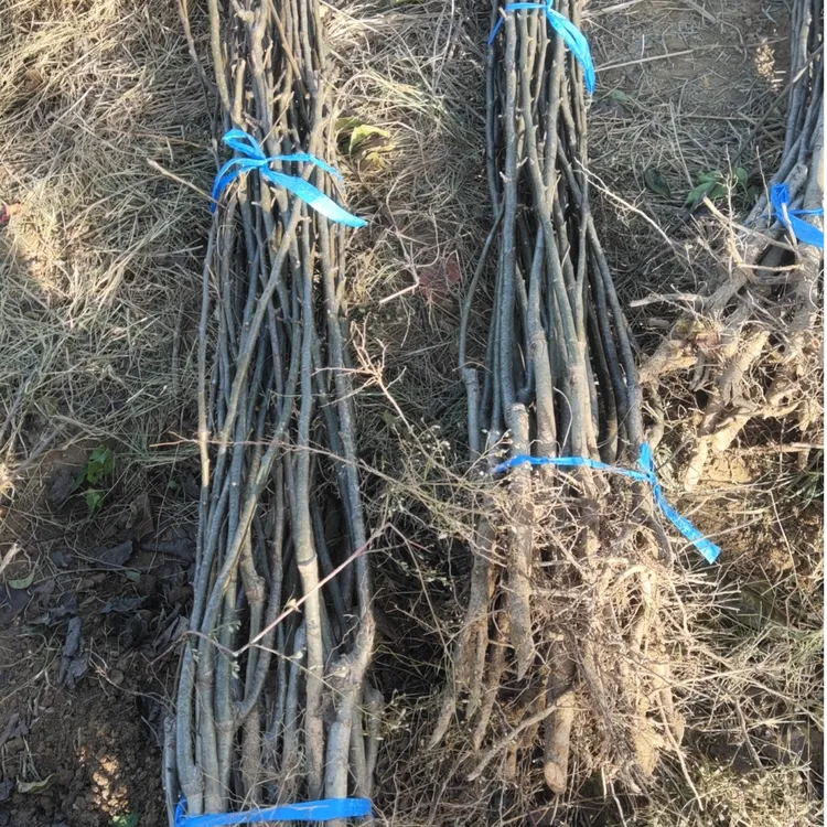 新品种 山农酥梨 【苗】