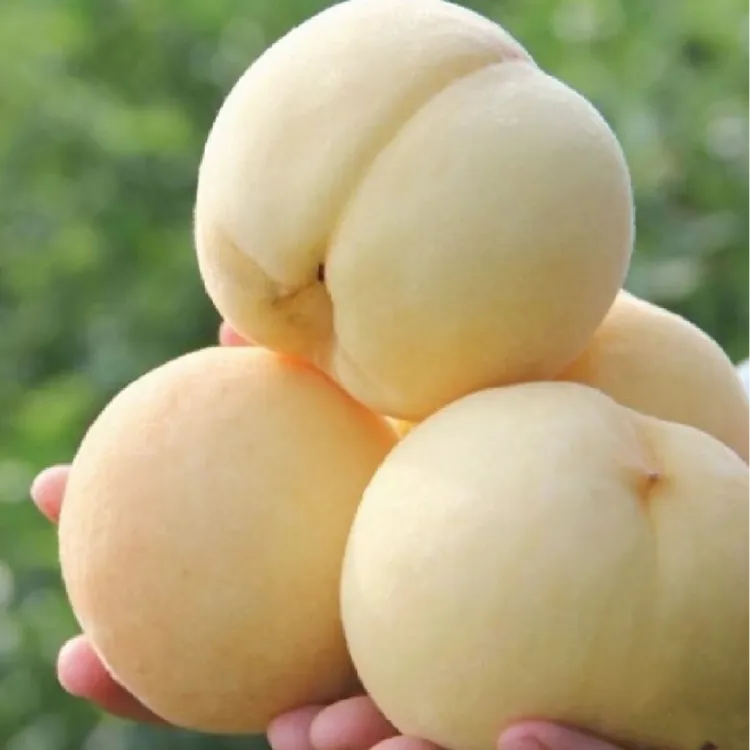 湖北高山雪桃奶油小白桃脆甜多汁新鲜现摘桃当季水果整箱包邮冬桃