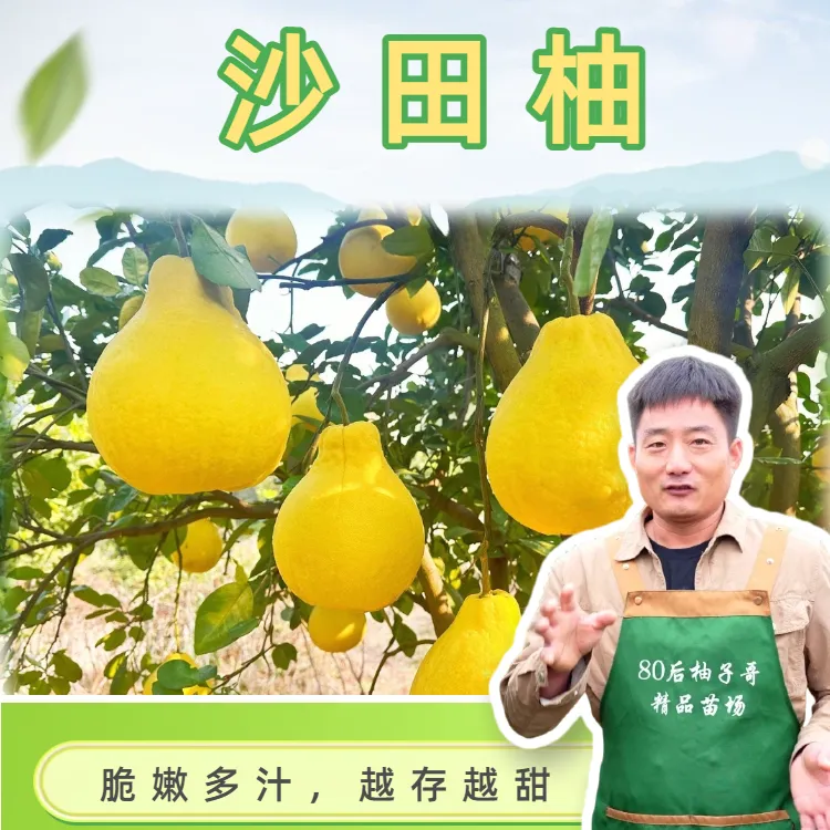 众尝沙田柚果实，清甜爆汁