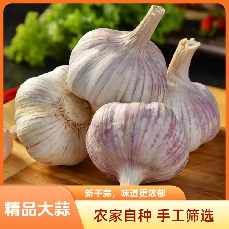 大蒜正宗手捡大蒜新鲜大蒜头原产地批发1.5斤
