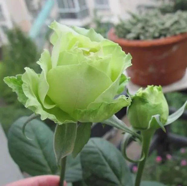 绿星月季花大苗盆栽绿色花朵四季开花卉植物阳台庭院别墅玫瑰花苗