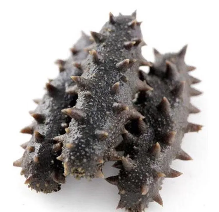 半干海参滋补营养拉缸盐海参顶火