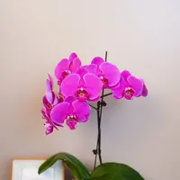 悠花里蝴蝶兰【红天使】（3.0寸）全花开花株发货