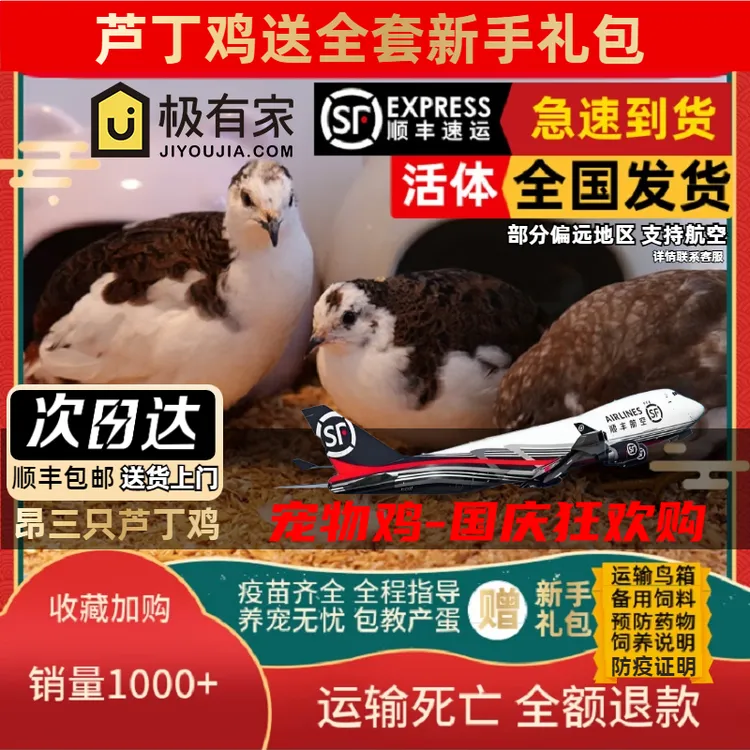 昂三只网红芦丁鸡宠物鸡全色系宠物活鸡40-60天青年鸡芦丁鸡活鸡