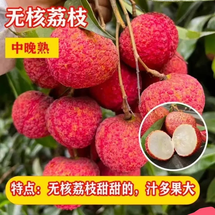 荔枝树无核荔枝嫁接苗！果大无核！好吃不上火果树