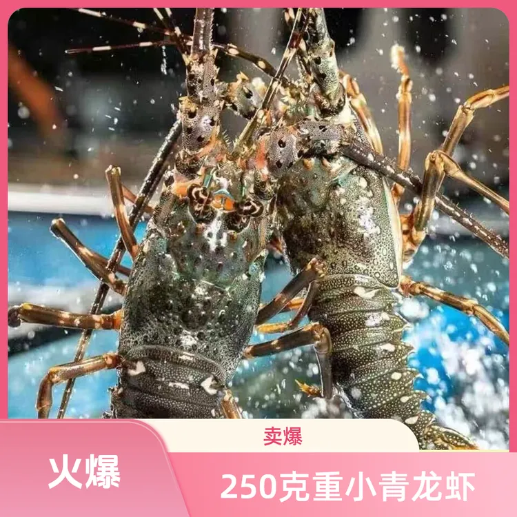 【鲜活发货】 生猛青龙虾 5-6两一只 250-300克 包肥包鲜 {不包活}