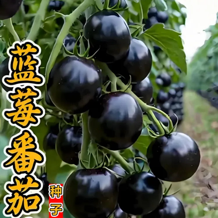 【蓝莓番茄种子】四季种植阳台花园小院盆栽地栽