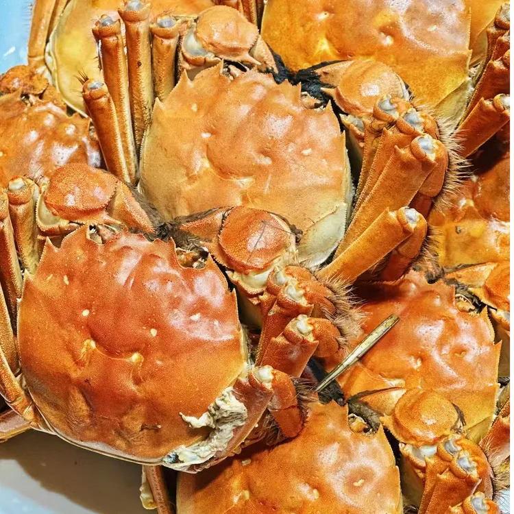 【活蟹现发】江苏金标蟹全母2.9-3.2两8到10只大闸蟹螃蟹礼盒包装