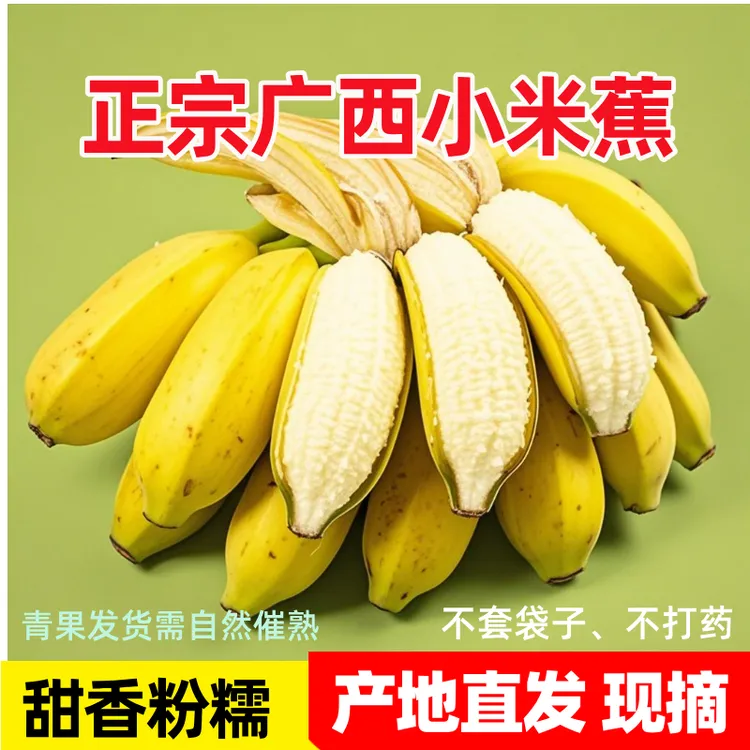 广西小米蕉香甜直发软糯当季新鲜水果香蕉皇帝蕉家乡3~9斤