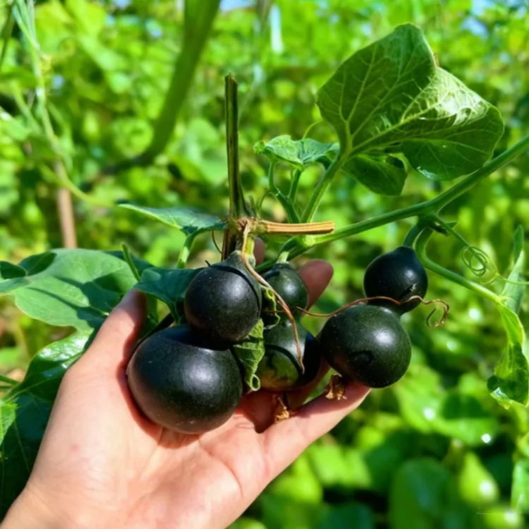 墨绿八宝小葫芦种子翡翠葫芦盆栽手捻葫芦文玩种籽新品阳台盆栽
