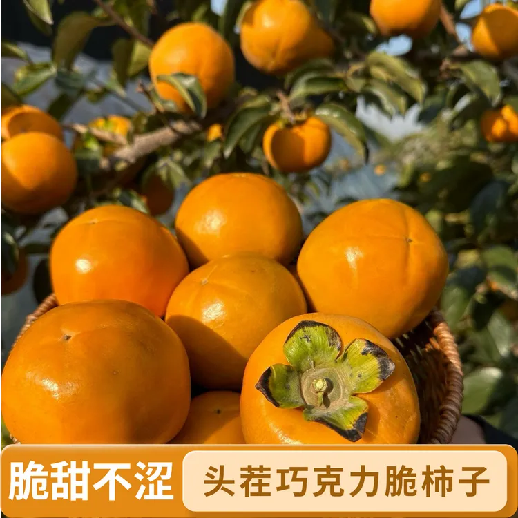 莉莉专属【陕西头茬巧克力脆柿子】新鲜采摘脆甜柿子应季水果好吃不涩口孕妇