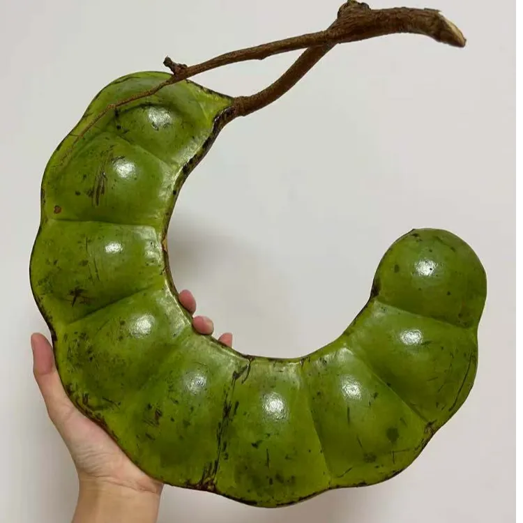 平安豆 木腰子菩提子 过江龙  罗汉豆 榼藤植物装饰 文玩豆荚