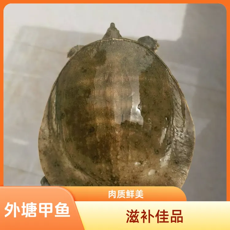 （2只装）到手不低于4斤 青背白底 外塘鲜活甲鱼 团鱼 京东顺丰包邮