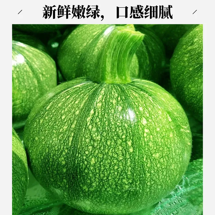 云南小圆瓜小南瓜嫩南瓜云南昆明宜良露天种植当天采摘当天发货