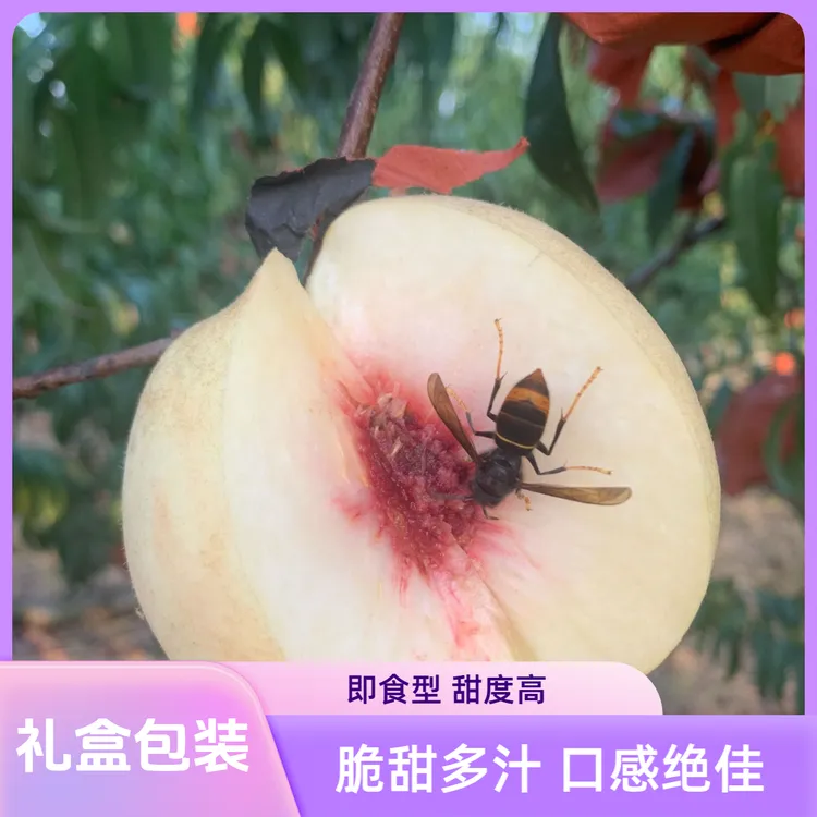 精品白桃 冬桃 秋蜜桃 头茬现摘现发 脆甜可口 山坡自然成熟水果
