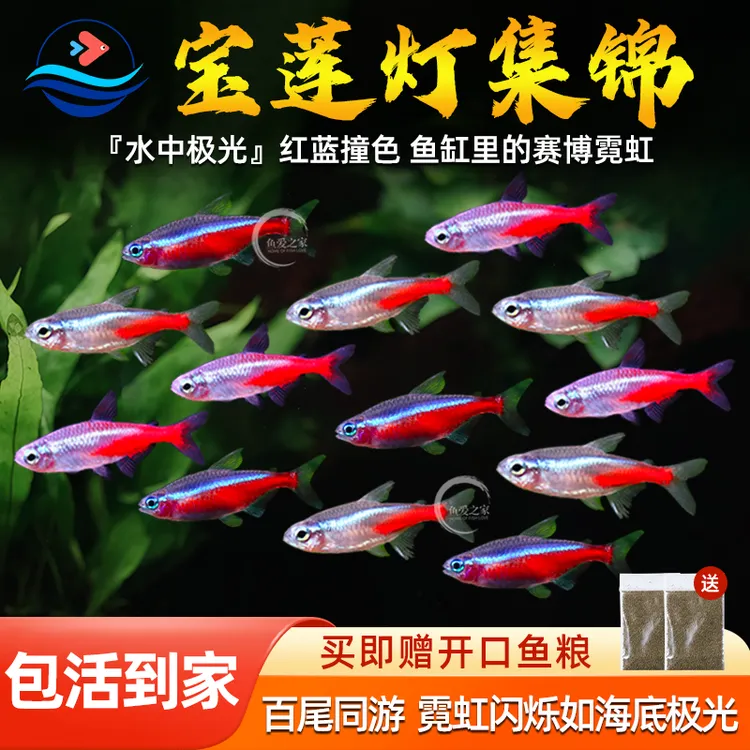 红绿灯鱼宝莲灯鱼小型热带观赏鱼钻石灯红绿灯鱼群游宠物宝莲灯鱼