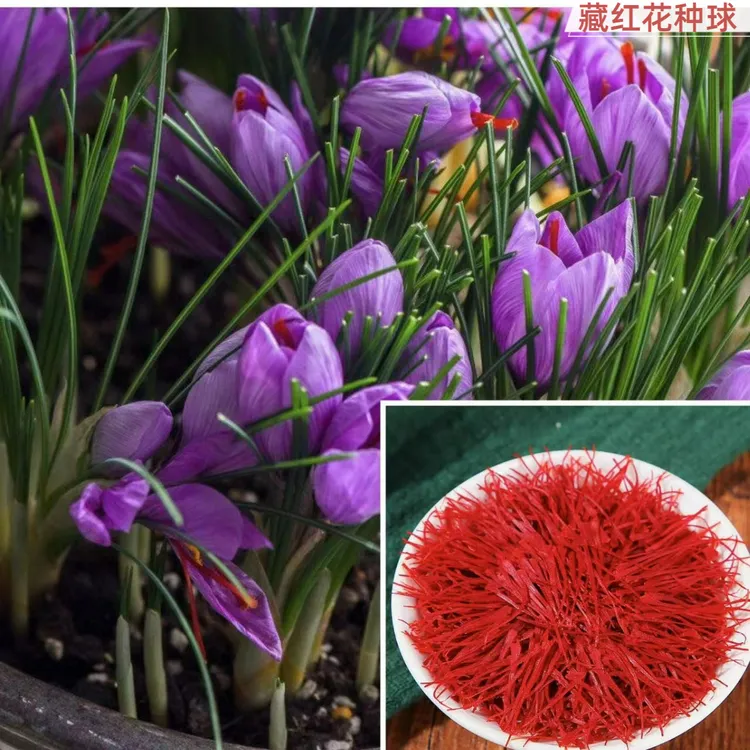 藏红花种球番红花种球花籽花卉盆栽易种庭院阳台红色四季藏红花