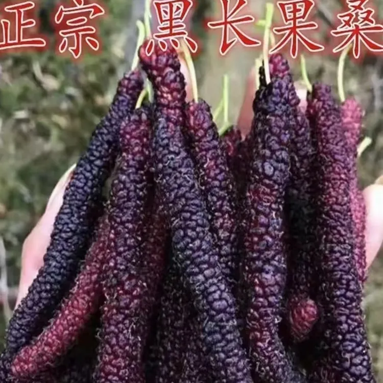 正宗台湾长果桑苗嫁接四季果桑树苗十大果桑短桑葚果树苗当年结果