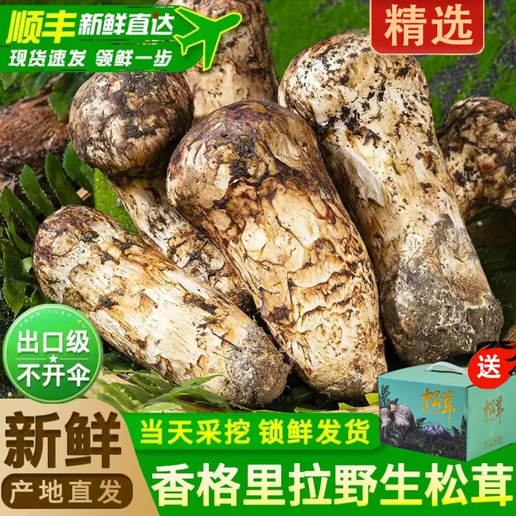 【香格里拉新鲜松茸】不开伞正宗新鲜采摘松茸刺身煲汤素炒送人送礼