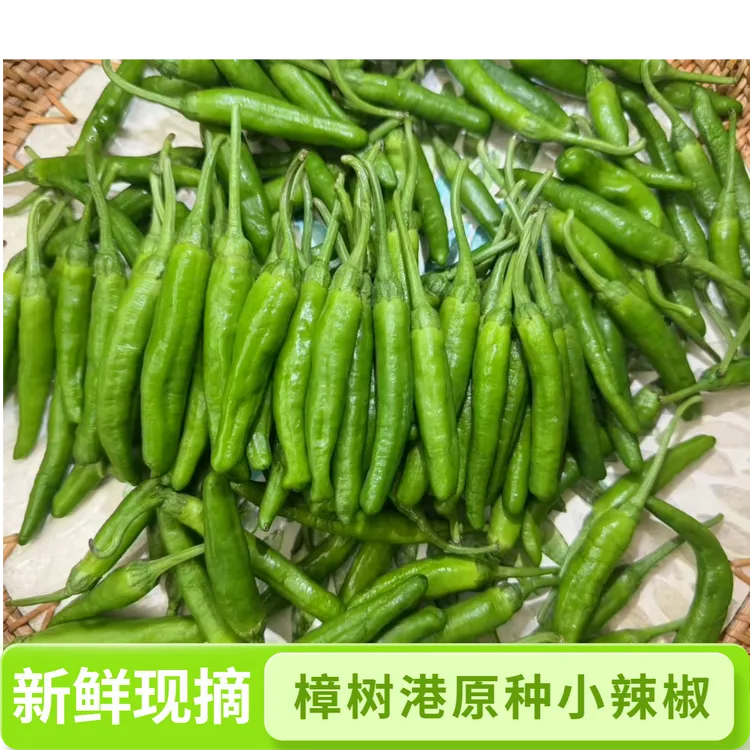 正宗樟树港原种辣椒新鲜现摘薄皮小青椒微辣下饭菜湖南当季特产