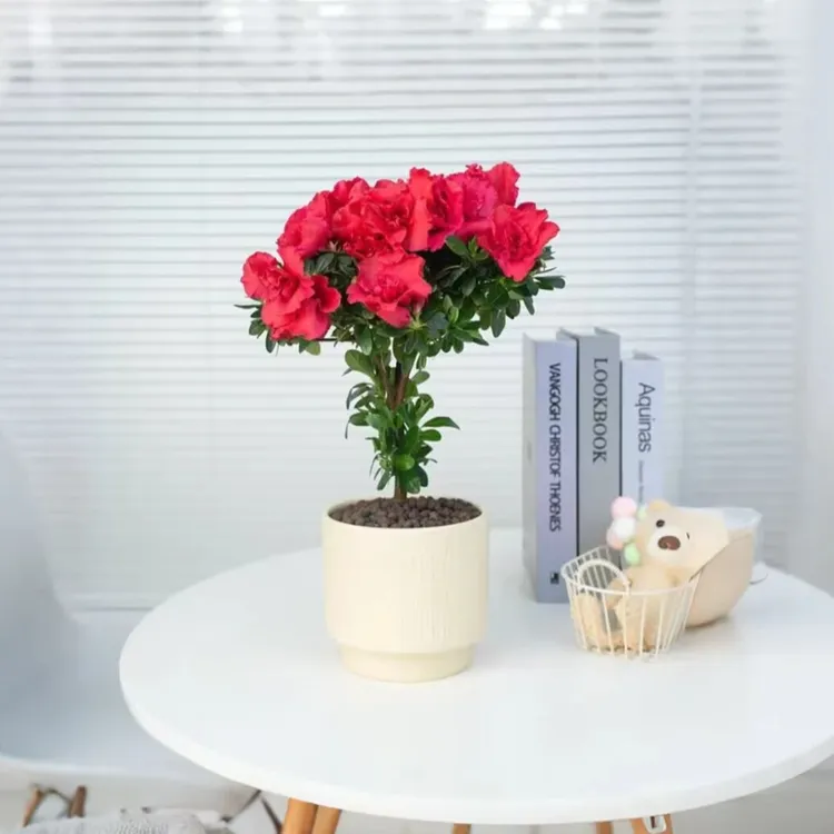 【红杜鹃】梅红杜鹃带花盆种好发货带花苞观花植物盆景花卉绿植