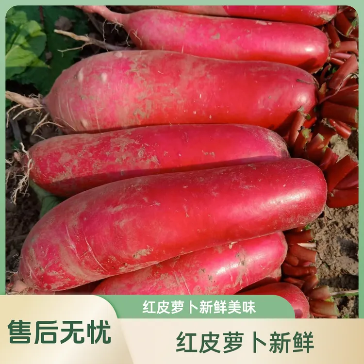 红皮萝卜新鲜萝卜凉拌炖肉泡菜专用净重5斤包邮