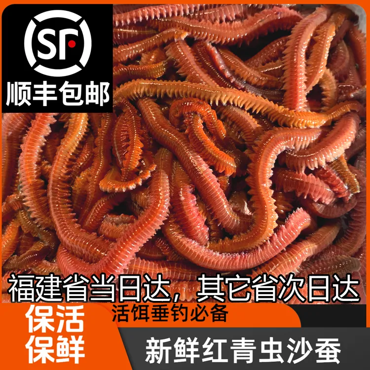 顺丰全国包邮红青虫1斤活沙蚕海蜈蚣海蚯蚓 船钓矶钓岸钓万能鱼饵