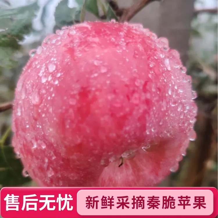 秦脆苹果脆甜多汁新鲜直达水果营养实惠装果园直发坏果包赔