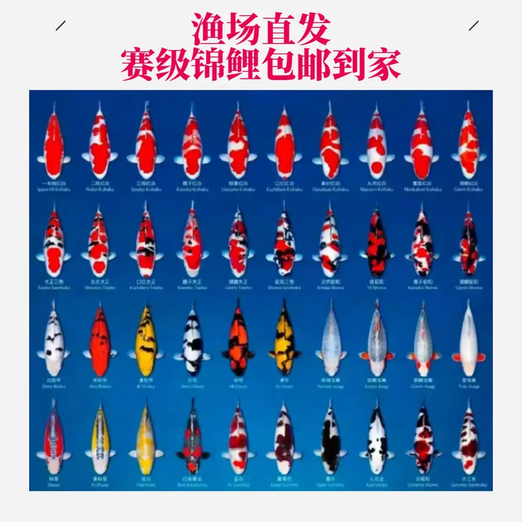 【合集】赛级精品血统锦鲤鱼皮实好养混搭活体 泡沫箱冰袋包邮发货