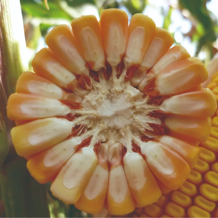 国审品种庆玉783【娜】高产玉米种正品保真