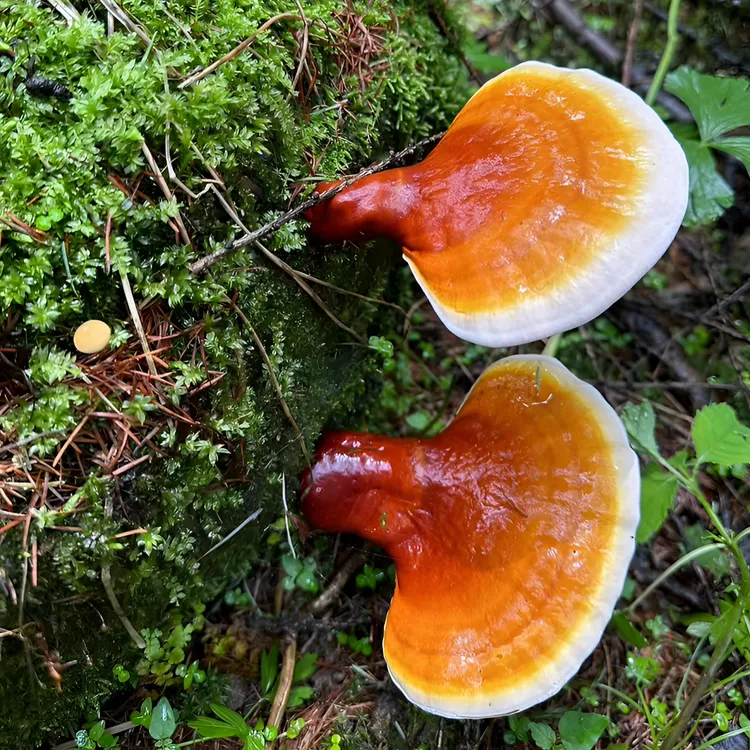 长白山仿野生松杉灵芝金边赤灵芝林下红灵芝煲汤泡酒赤灵芝