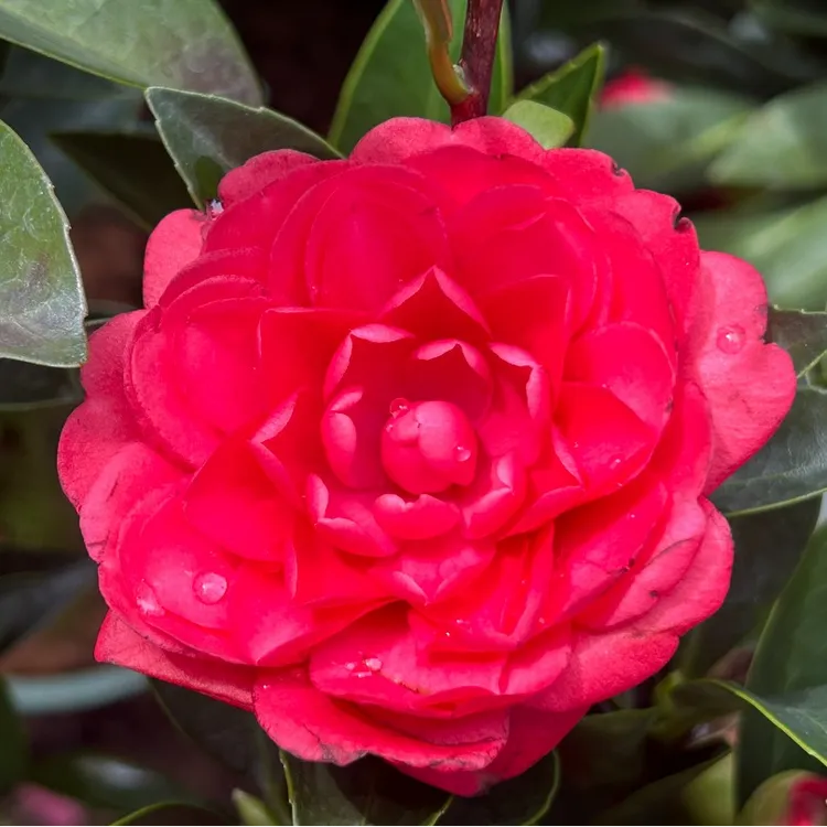 露天培育的四季茶花树苗四季循环开花 成活高 到手植珠鲜活