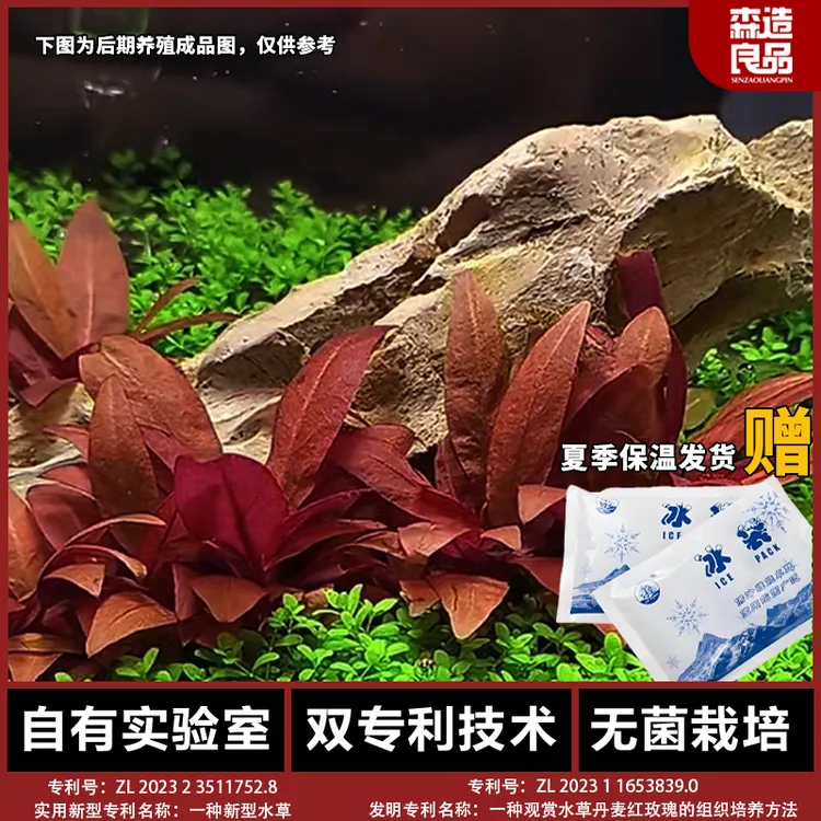 迷你血心兰中景无菌水草鱼缸淡水水草造景阳性真草生态水草无菌杯